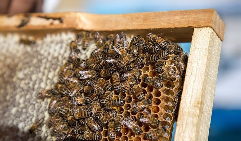 صادرات ۱۳۱۱ تن عسل به کشورهای مختلف