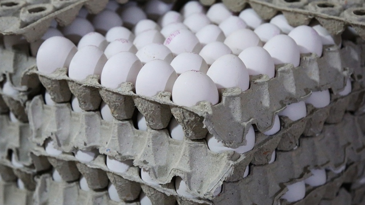 تولید ماهانه تخم مرغ به ۱۱۲ هزارتن رسید