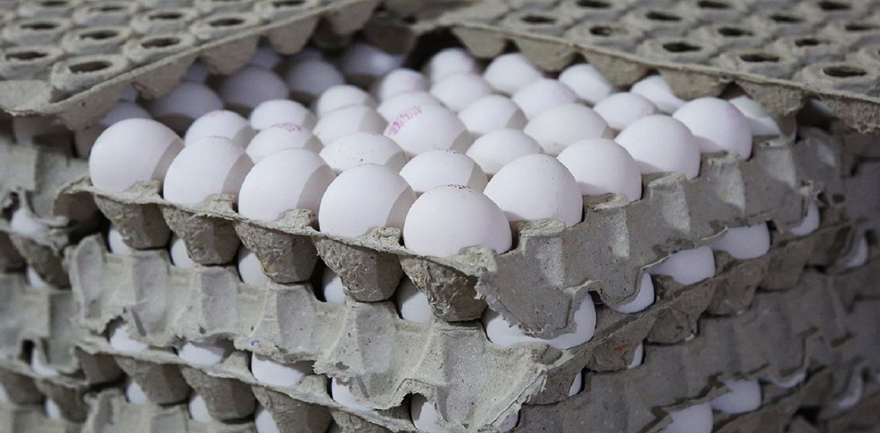 ارزش صادرات تخم مرغ به ۱۷۰ میلیون دلار رسید