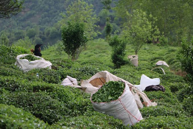 رشد ۳۰ درصدی تولید چای در کشور