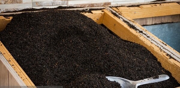 آغاز ثبت سفارش واردات چای سیاه از امروز