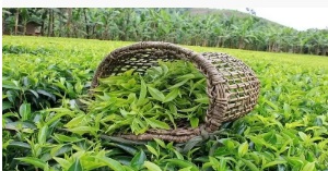 واردات چای از ۴۴ هزار تن گذشت