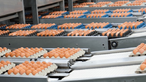 تخم‌مرغ و جوجه ایرانی صادر می‌شود