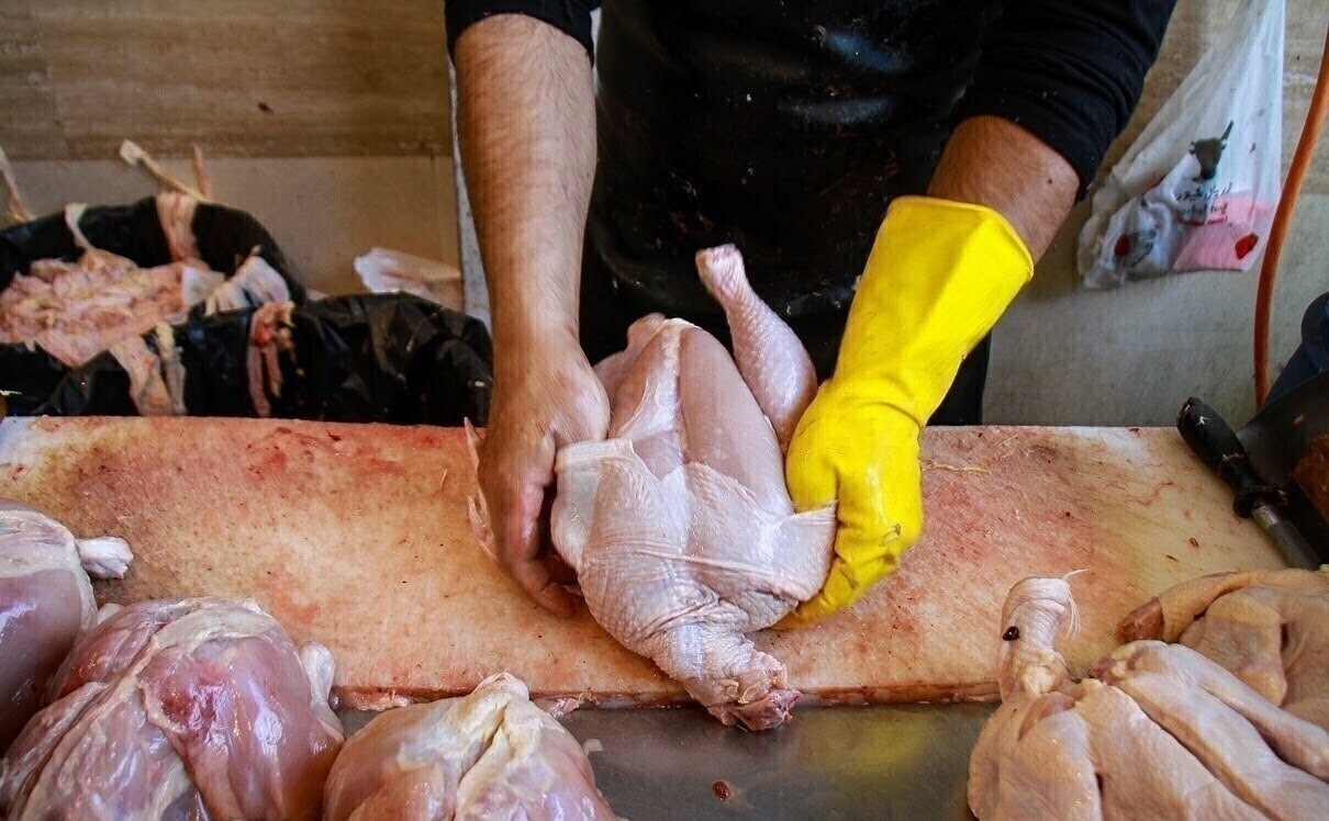 صادرات مرغ به زودی آغاز می‌شود