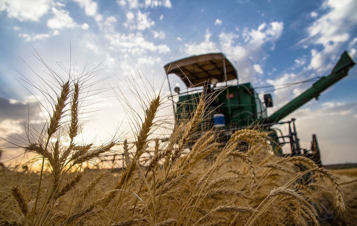 سهم کشورها از تولید گندم جهان